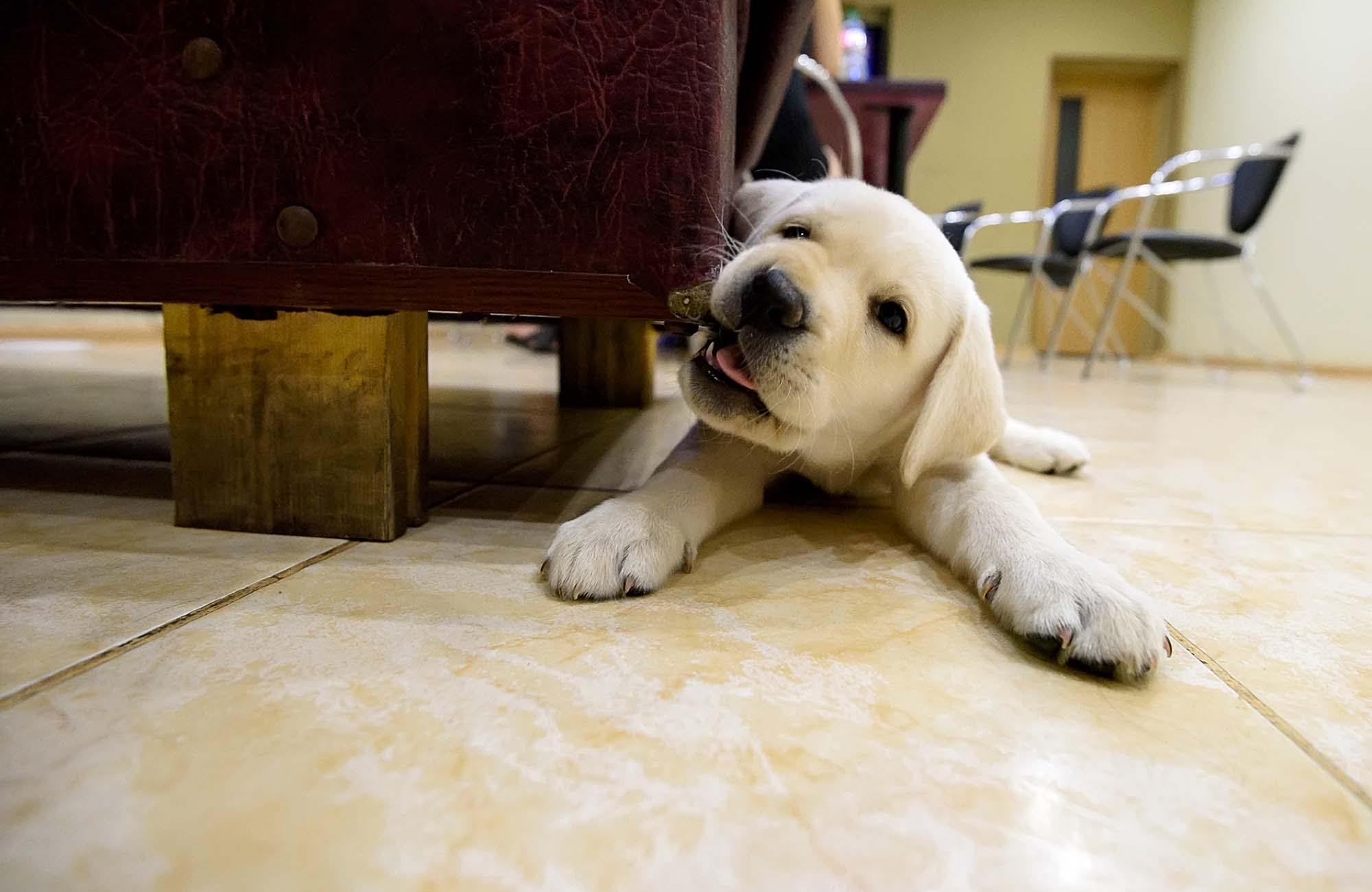 Dog, labrador puppy, is gnawing on sofa in the house due to the eruption of new teeth