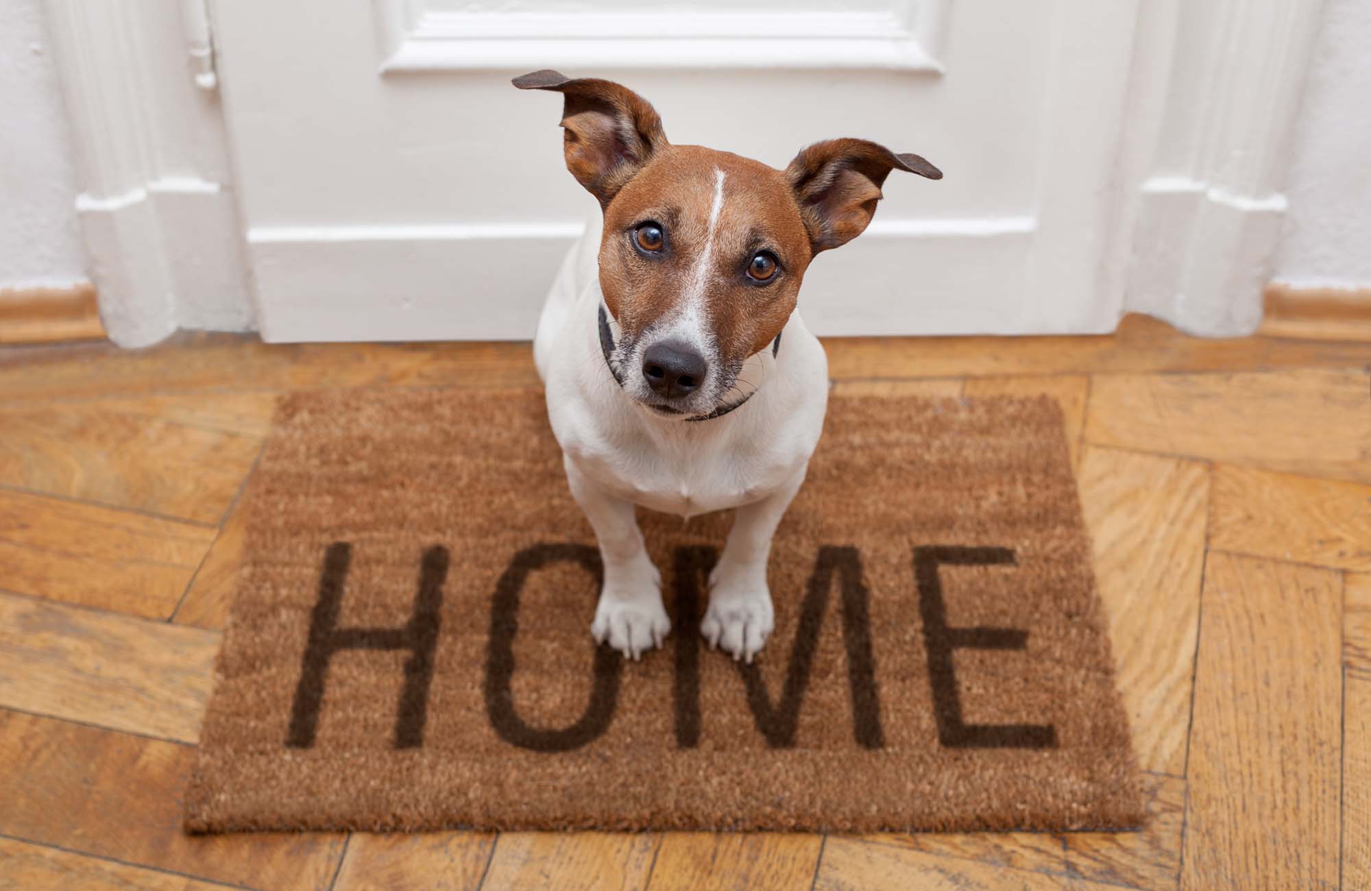 Dog welcome home on brown mat