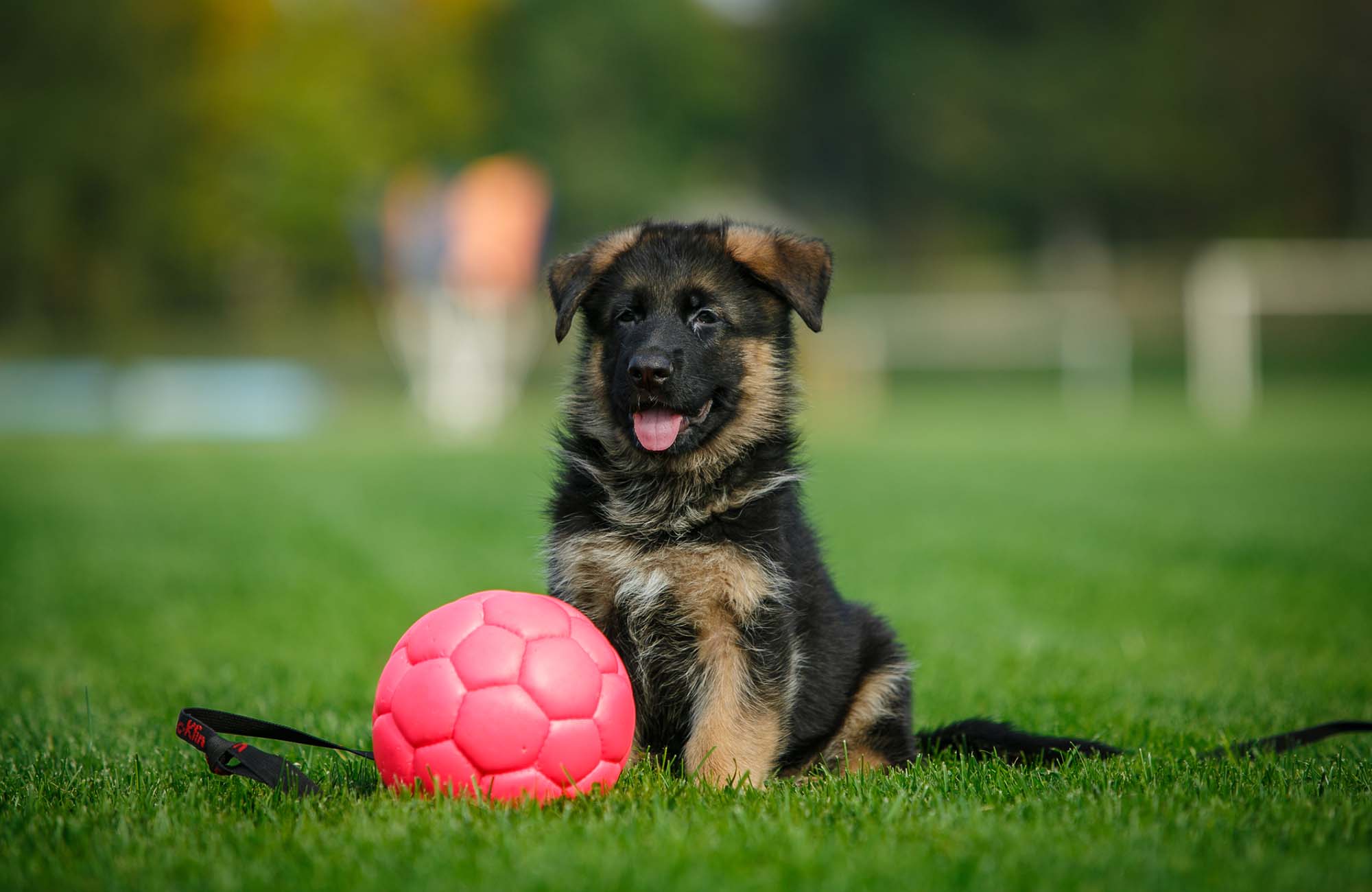 German Shepherd puppy sitting on the grass in a park with pink ball