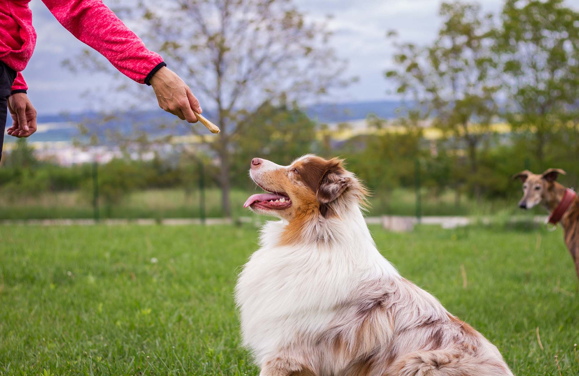 Hungarian Vizsla dog training in the nature