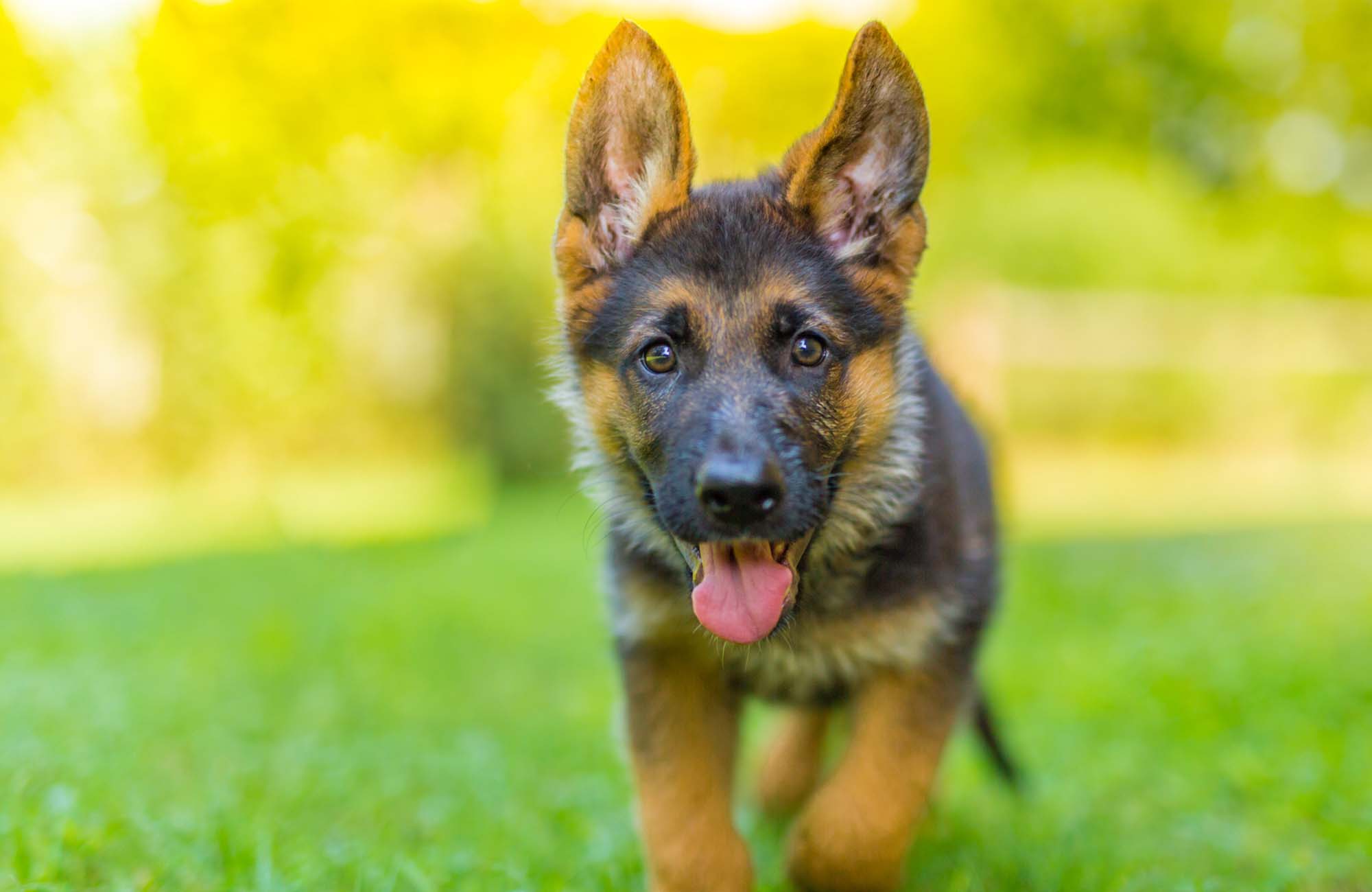 German Shepherd puppy playing outdoors in grass over blurred background