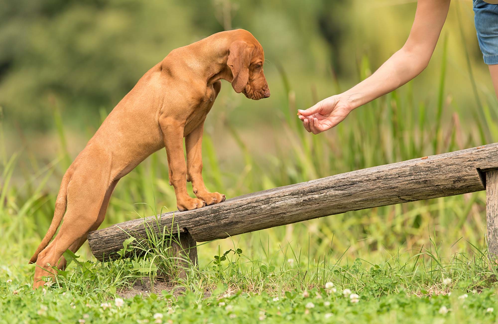 Cute Australian Shepherd outdoors. Animal trainer giving snack reward to dog after training
