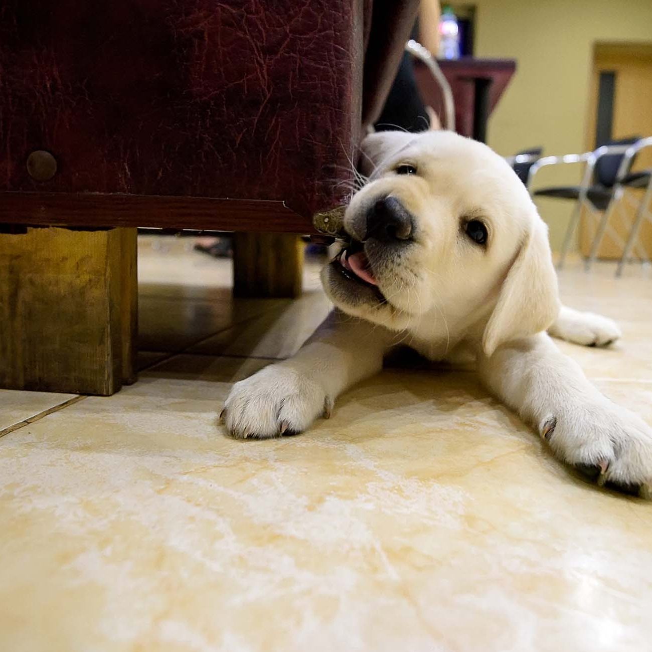 Dog, labrador puppy, is gnawing on sofa in the house due to the eruption of new teeth