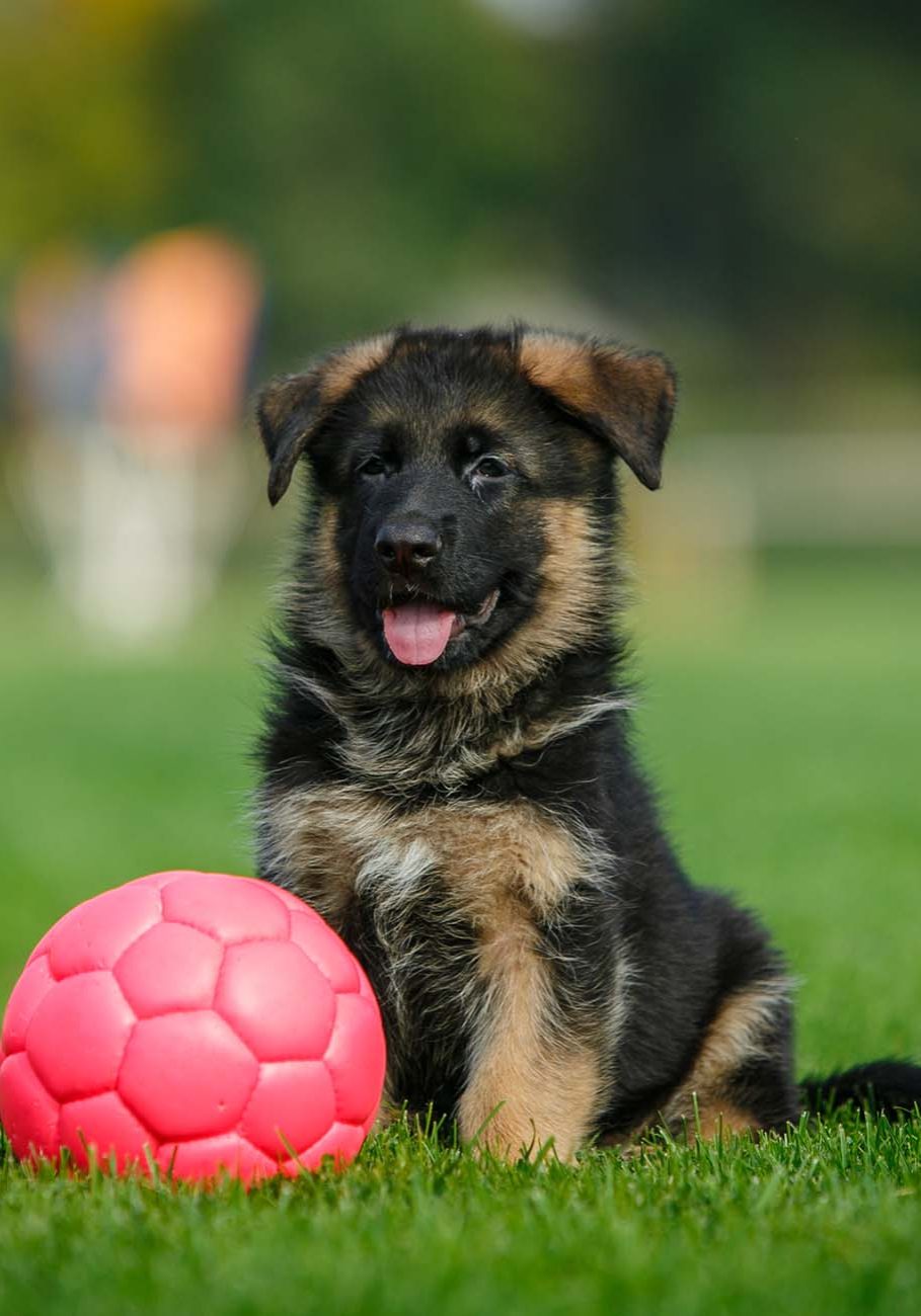 German Shepherd puppy sitting on the grass in a park with pink ball
