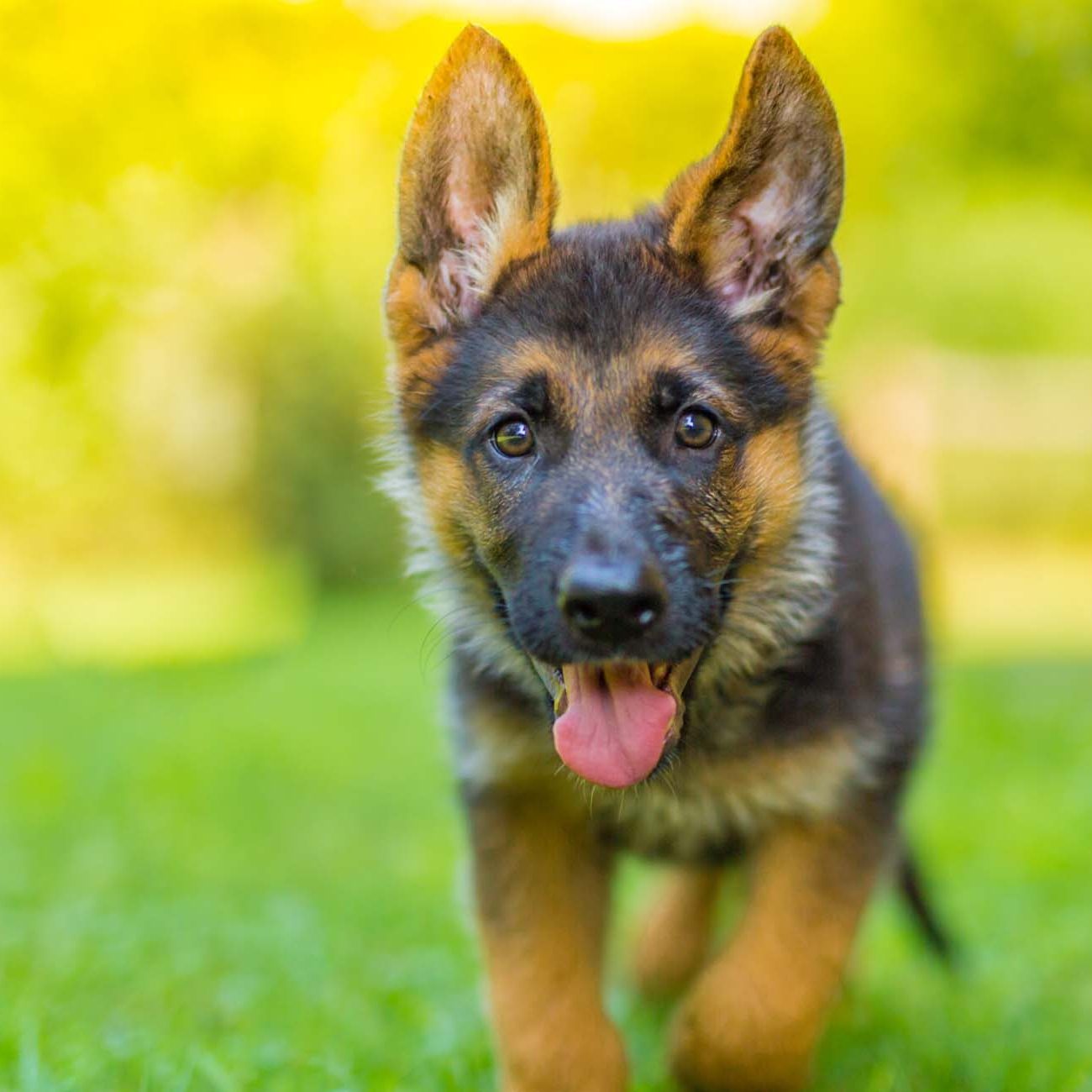 German Shepherd puppy playing outdoors in grass over blurred background