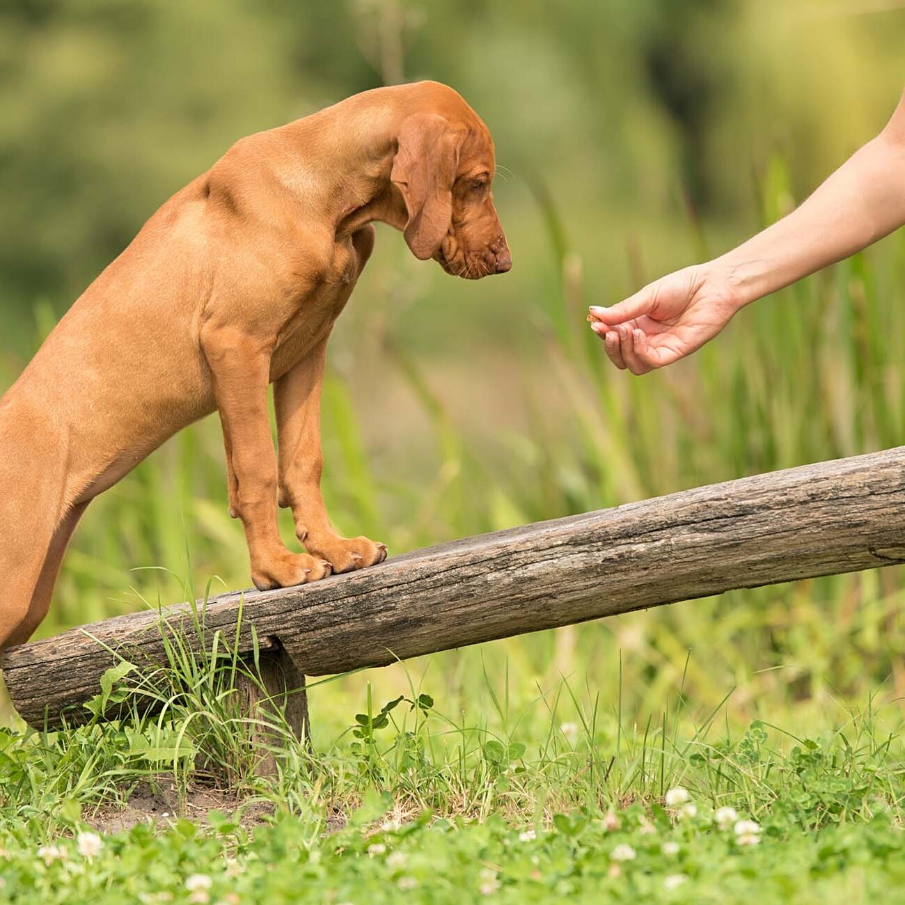 Cute Australian Shepherd outdoors. Animal trainer giving snack reward to dog after training